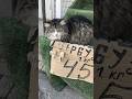 The Cat 1 Kg 45 Roubles