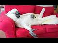 You Will Die Laughing At These Parrot Funny Parrot Videos 2026