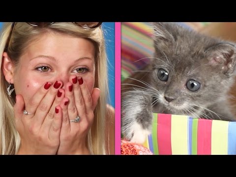 Cat Lovers Get Surprised By A Box Of Kittens