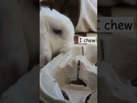 Starbucks has something to keep my bunny awake