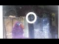 Sesame Street Episode 1882 Ending