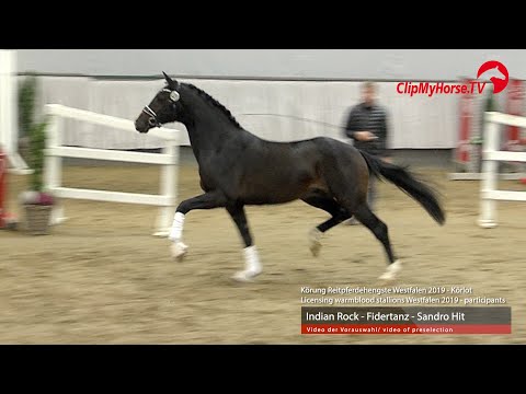 Hengst v. Indian Rock - Fidertanz - Sandro Hit