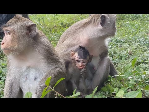 OMG ! Pity poor baby monkey cry by injured seriously on his face,who attack this baby monkey?