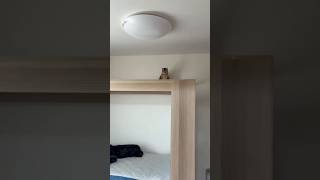 あいさつに来てくれる猫 #shorts