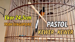 Download lagu Murai Batu Pastol Ekor Panjang 24,5cm Trah Singapore Body Big mp3