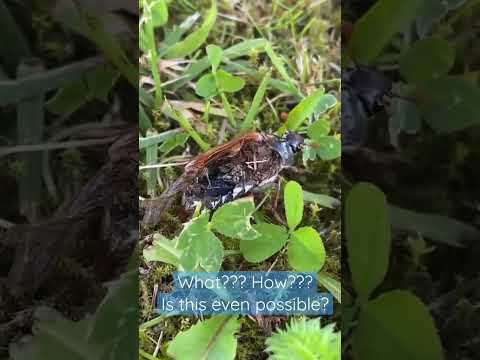 Is this even possible? #shorts #bugslife #nature #science