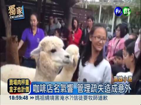 鬆獅犬"跨欄"驚嚇 羊駝奔竄踢童