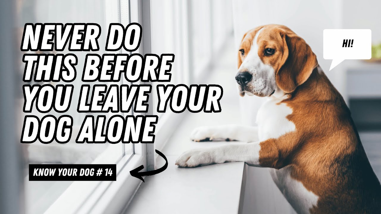 7 Things You Should NEVER Do Before Leaving Your Dog Alone 🐕 | Avoid Dog Anxiety & Stress | UZR Tube