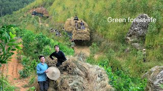 Mai's rice harvest was large. She couldn't carry it all in three big trucks. Green forest life 