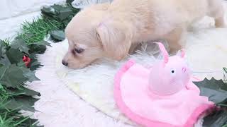 ハーフ犬の動画01