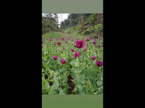 Kum xyooj hais kws txhiaj tsis sib tau