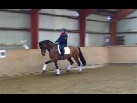 Chemney Sweeper: 7 j. Holsteiner Wallach von Cayado-Loutano-Magnat II