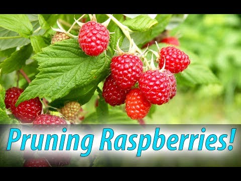 Pruning Raspberries - Why? How? When? (2020)