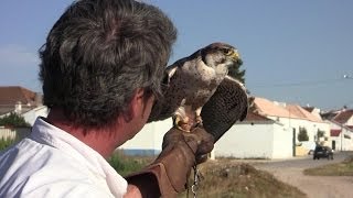 preview picture of video 'Falcoaria Real Salvaterra de Magos'