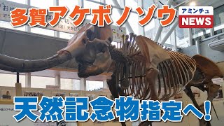 【アミンチュニュース】多賀アケボノゾウ　天然記念物へ