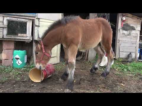 Caii lui Bogdan de la Ruseni, Satu Mare - 2023 Nou!!!