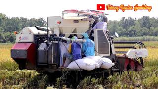 Download lagu BELAJAR MENGOPERASIKAN COMBINE HARVESTER MAXXI BIMO mp3 Download lagu BELAJAR MENGOPERASIKAN COMBINE HARVESTER MAXXI BIMO mp3