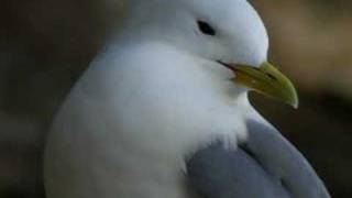preview picture of video 'Kittiwake - Rissa tridactyla'