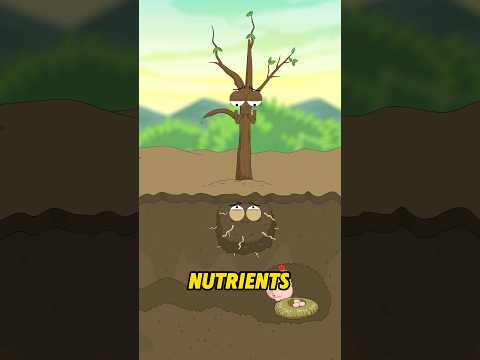 Why do transplanted trees sprout new leaves only to wither later?#shorts