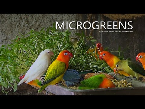 Lovebirds Meal Time: Microgreens - July 2023