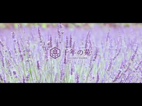 千年の苑ラベンダー園（2019年オープン）