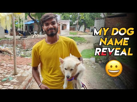 My dogy name reveal | Lovekush vlogs #dailyvlog