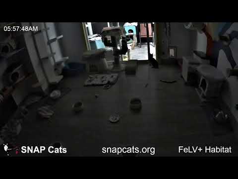 SNAP Cats FeLV+ Habitat