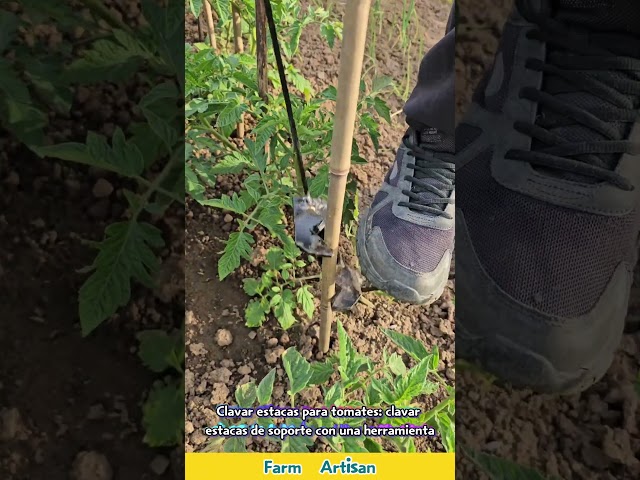 Vídeo relacionado con OFFCUP Estacas Soportes para Plantas, 6PCS 20x35cm Tutor Plantas, Reutilizable Metal Semicirculares Soportes para Plantas, Soporte para Plantas de Jardín para Flores Rosa Tomates Trepadoras Arbusto
