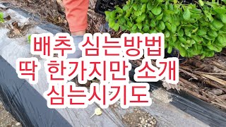 [배추재배방법] 배추 심는방법 그리고 심는시기