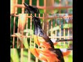 Pancingan Murai Batu Dipagi Hari Setelah Selesai Mandi