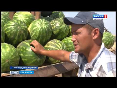 Вести «Калмыкия»: дневной выпуск 01.08.2017
