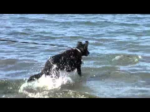 Roxie, an adopted Black Labrador Retriever & German Shepherd Dog Mix in Seattle, WA_image-1