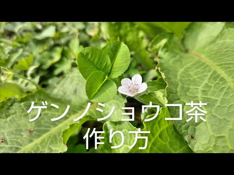 中華包丁、五味子 植物