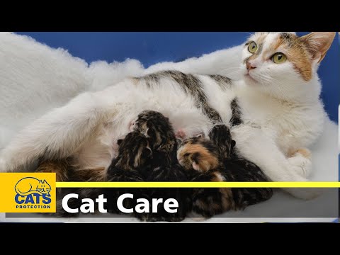 Caring for cats during labour - YouTube