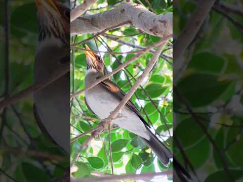 #Sabia #poca na #natureza #shorts