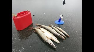 Рыбалка в подмосковье на истринском водохранилище что и где ловится