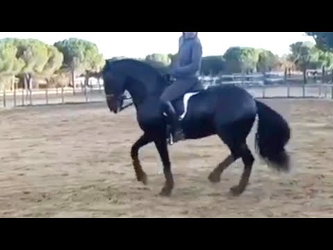 BLACK LUSITANO - ORTIGAO - 160 CM - 2010 - GELDING