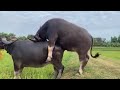 Buffalo Mating