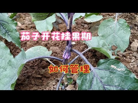 Do these 3 things during the eggplant flowering and fruiting period, and your eggplants will grow...