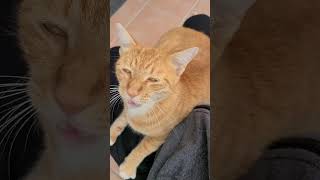 野良猫との戯れ84 #野良猫