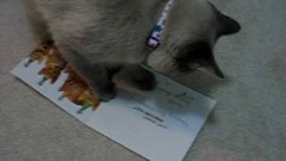 "Happy Birthday" performed by the Insane Cat Posse.