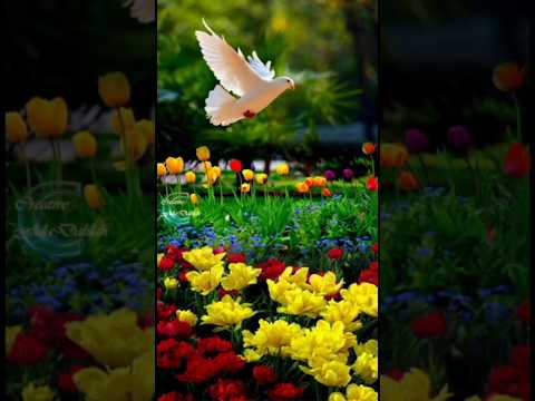 Beautiful Nature #nature #youtubeshorts