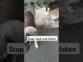 #shortvideo #pets #animals #cat #puppy #subscribe