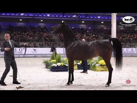 N 41 HD PRESTIGE   European Championship 2021   VERONA   Mares 10+ Years Old Class 8