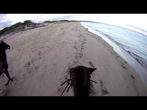 Galoppo in spiaggia! beach gallop horse