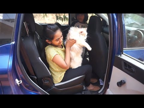 ചാർളിയെ കുത്തിവെക്കാൻ കൊണ്ടുപോയീ | Persian Cat | Aanvibloggs | Sis&Bro