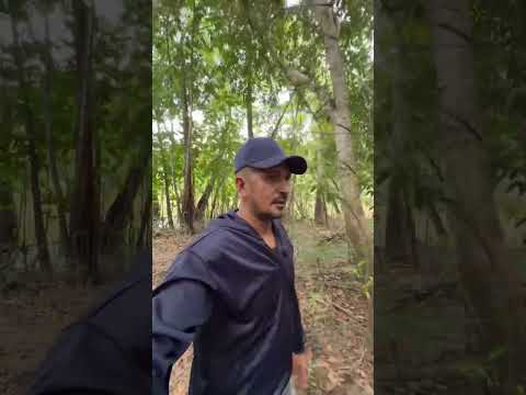 Igarapé do Arapiranga no Amapá #cleimedeiros #natureza #laranjaldojari