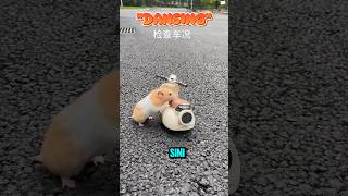 Download lagu Hamster Naik Motor Vespa #Shorts #Lucu mp3