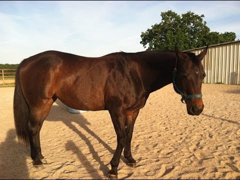 YouTube video about: How to tell if a horse is lame?