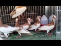 Scandaroon Pigeons Chick 2016